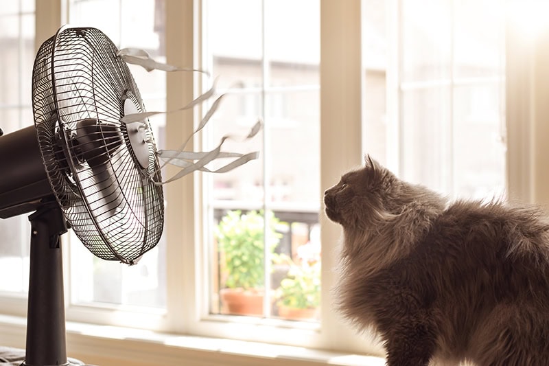 A cat sitting in front of a fan.